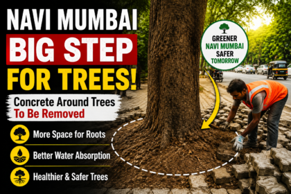 Navi Mumbai Orders Removal of Concrete Around Trees to Protect Roots