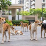 Ghansoli MIDC Stray Dog Menace