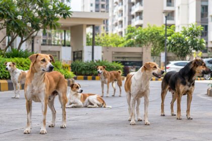 Ghansoli MIDC Stray Dog Menace
